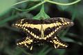 papilio thoas
